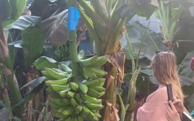 Découverte de la production de bananes à Pignans