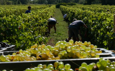 Vendanges 2024 : nos élèves au cœur de l’action !