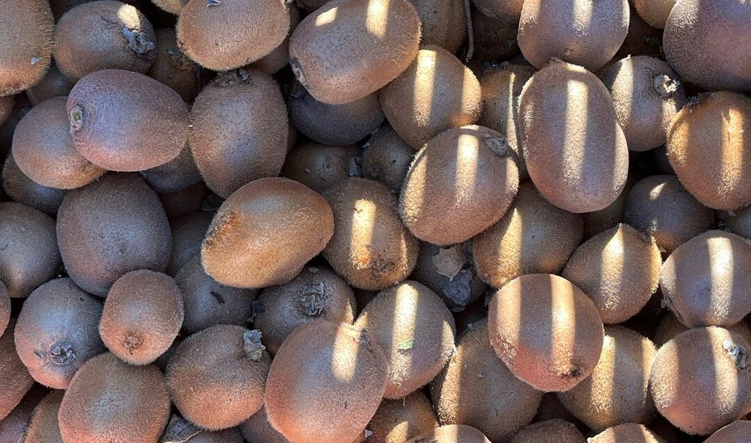 Kiwis de l'exploitation pédagogique d'Agricampus Var