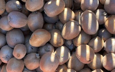 Nos tout premiers kiwis Bio au sein de l’Exploitation pédagogique d’Agricampus Var !