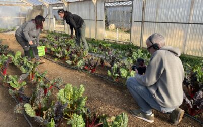 Les blettes d&rsquo;Agricampus Var à l&rsquo;honneur sur BFM Toulon Var !