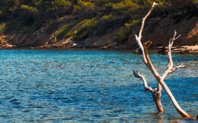 Rencontre publique le 13 mars   « La Méditerranée vue par celles et ceux qui la vivent »