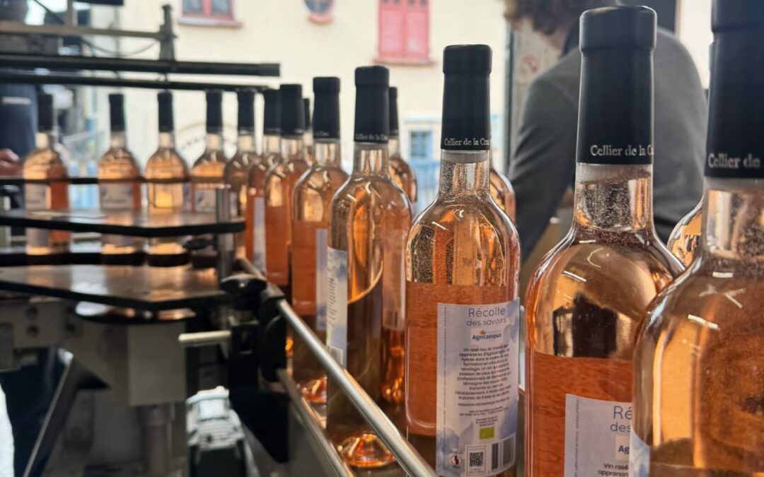 De la vigne au verre : notre premier rosé Bio IGP Var