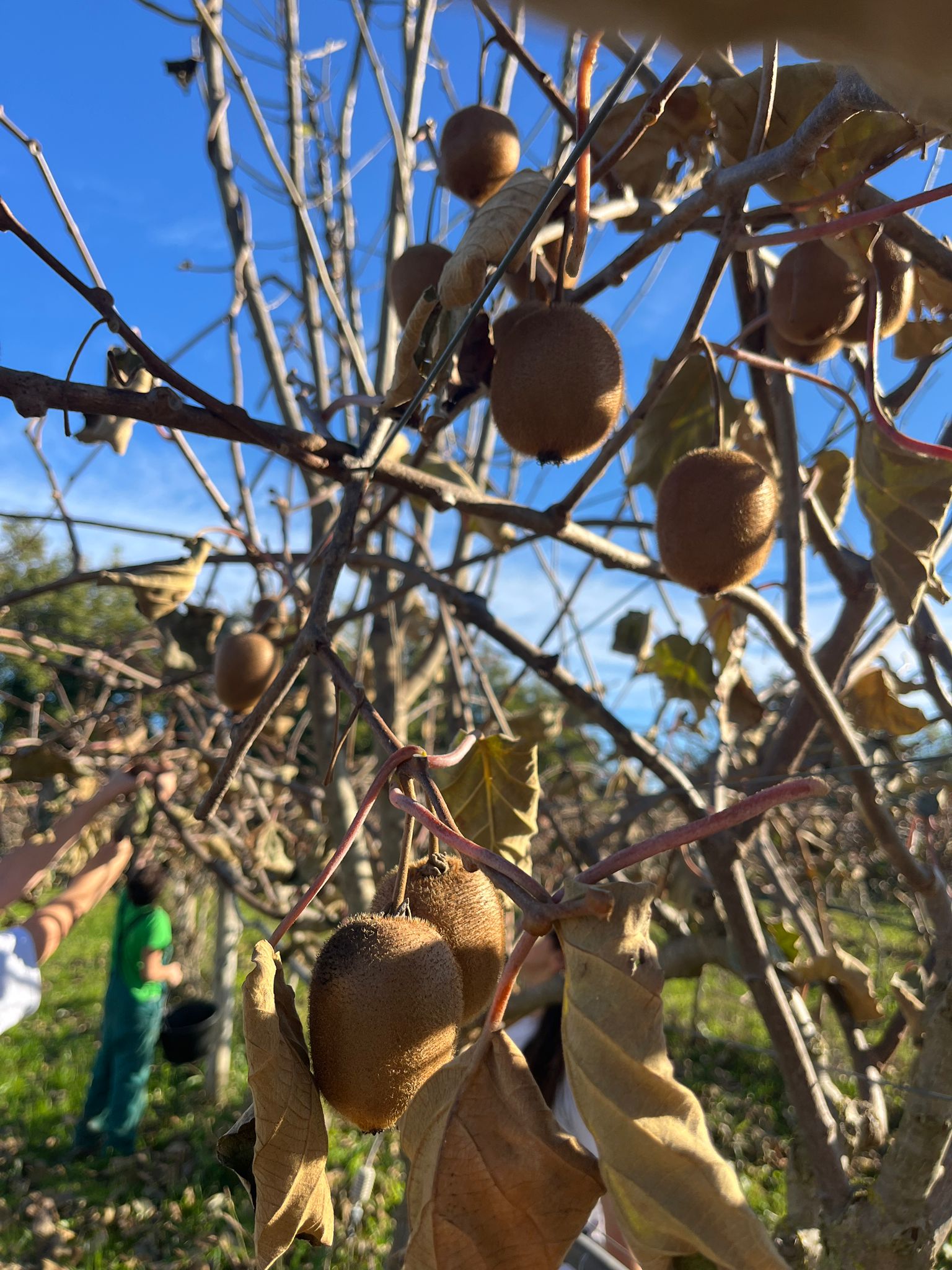 kiwi Agricampus Var