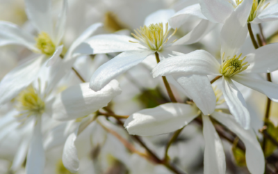 Arbres, fruitiers, plantes, fleurs : deux journées pour faire le plein !