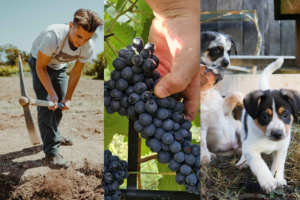 CAPa Jardinier Paysagiste, en voie scolaire CAP Fleuriste, en apprentissage CAPa Métiers de l’Agriculture Spécialité viticulture, en apprentissage Bac Pro Conduite d’activités d’élevage & d’hébergement Canins, Félins en apprentissage