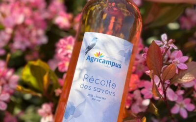 De la vigne au verre : notre premier rosé Bio IGP Var