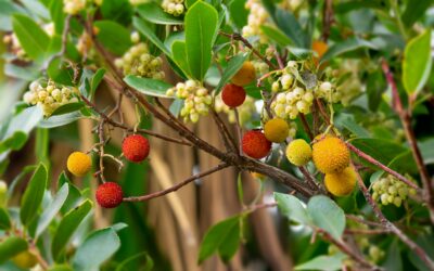 Passionnés, élèves ou professionnels : saurez-vous reconnaître ces végétaux au Concours régional de (re)connaissance des végétaux 2026 ?