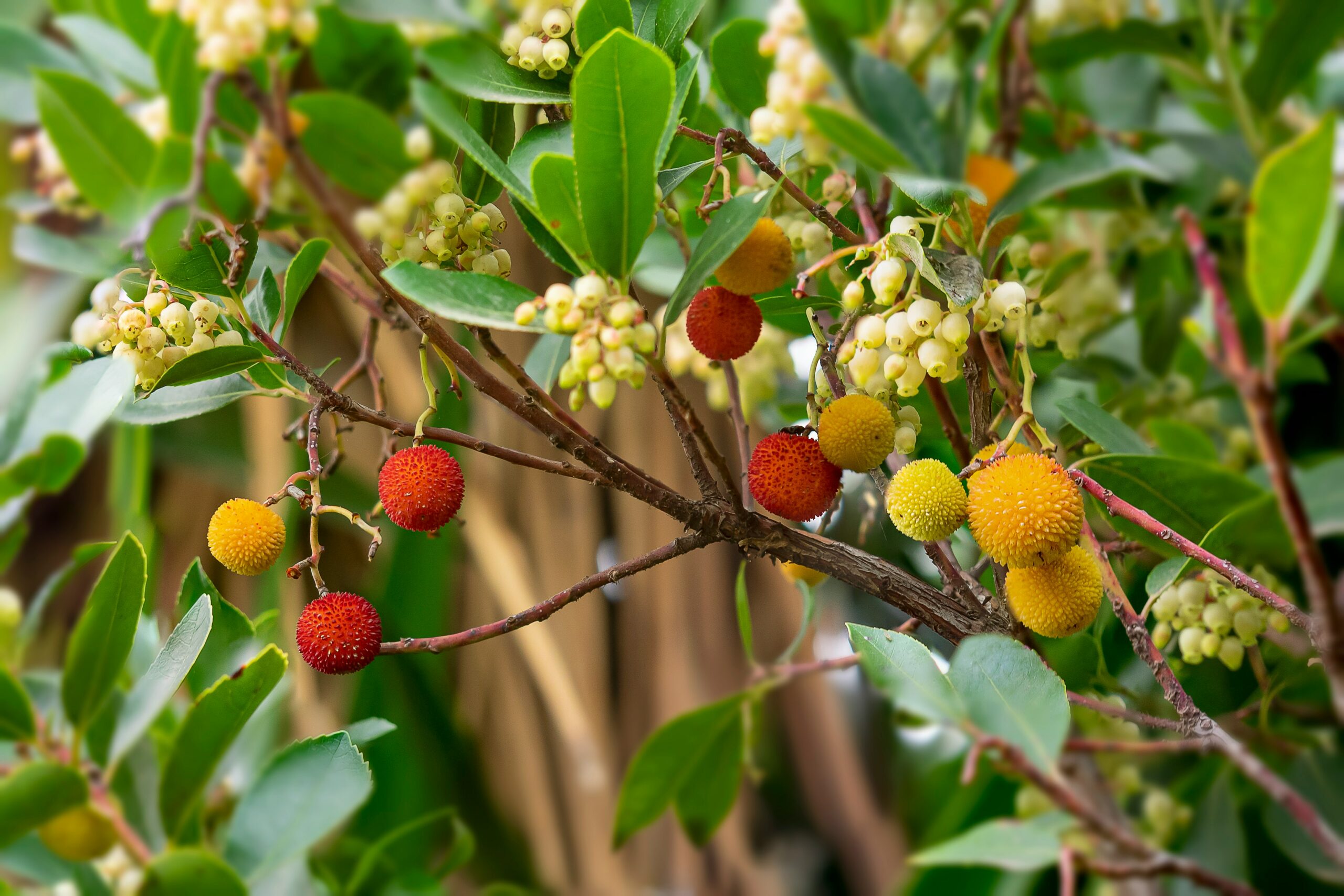 manuel-torres-garcia