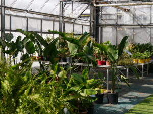 plantes pépinière serres