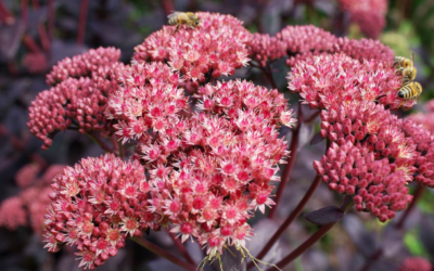 Journées vente de végétaux d’Automne : préparez votre jardin !