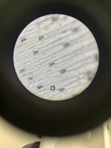 observation stomates BTS MVAOE